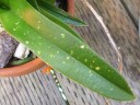 Sarcochilus leaf hail damage