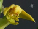 Polystachya flower