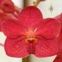 Vanda flower
