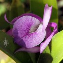 Brassavola flower