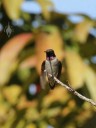 Mexican Hermit Hummingbird stretching its wings