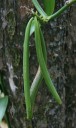Vanilla planifolia seedpods