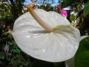 White anthurium