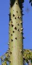 Prickly trunk of a Floss Silk Tree at Vallarta Botanical Gardens
