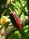 Young cocoa pod on tree at Hawaii Tropical Botanical Garden