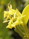 Epidendrum conopseum flowers at Vallarta Botanical Gardens