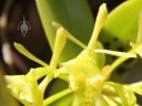 Green Fly Orchid