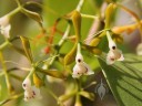 Epidendrum paniculatum flowers