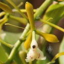 Epidendrum paniculatum at Vallarta Botanical Gardens
