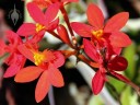 Epidendrum flowers