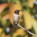 Mexican Hermit Hummingbird sticking out its tongue at Vallarta Botanical Gardens