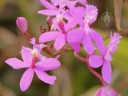 Pink Epidendrum flowers