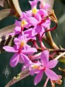 Pink Epidendrum flowers at Vallarta Botanical Gardens