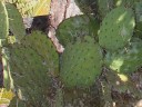 Prickly pear cactus
