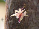 Theobroma cacao flower close-up