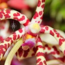 Aranda flower close-up at the Pacific Orchid Expo