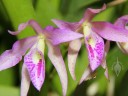 Cattleya hybrid