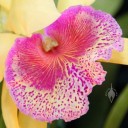 Cattleya hybrid, close up of flower lip