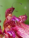 Bizarre Bulbophyllum flower