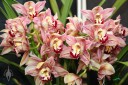 Cymbidium hybrid at the Pacific Orchid Expo