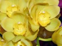 Cymbidium hybrid