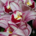 Cymbidium hybrid