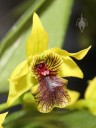 Dendrobium hybrid flower