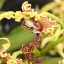 Dendrobium species flower
