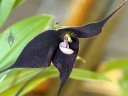 Dracula flower - Best Plant in Show at Pacific Orchid Expo 2011
