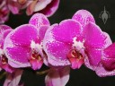 Harlequin Phalaenopsis hybrid