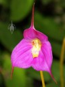 Masdevallia at the Pacific Orchid Expo