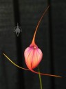 Masdevallia hybrid at the Pacific Orchid Expo 2011