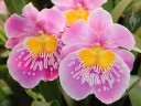 Miltonia hybrid at the 2011 Pacific Orchid Expo
