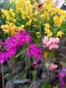 Phals, Cymbidiums, and Dendrobiums at the Pacific Orchid Expo