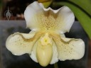 Paphiopedilum at the Pacific Orchid Expo 2011