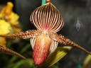 Lady Slipper flower