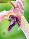 Close up of Bulbophyllum flower lip