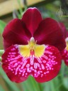 Miltonia flower