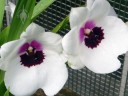 Miltonia flowers at the Conservatory of Flowers