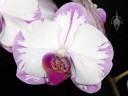 Moth Orchid hybrid