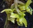 Stanhopea flowers at Phipps Conservatory