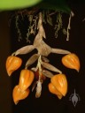 Stanhopea flower buds emerging from bottom of plant