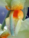 Close up of Stanhopea column and lip