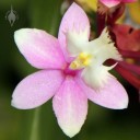 Epidendrum hybrid