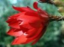 Orchid cactus flower