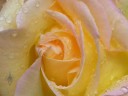 Yellow rose with water drops