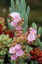 Succulents with blooms