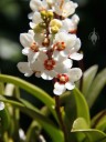 Sarcochilus flowers and leaves