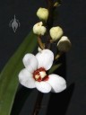 Sarcochilus flower, buds and leaves