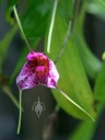 Masdevallia flower